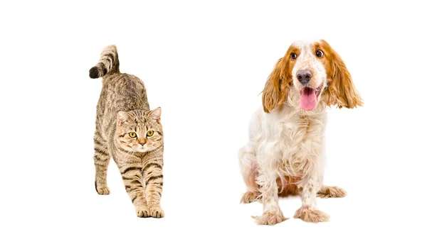 Rolig hund ser ut som en katt sträcker sig — Stockfoto