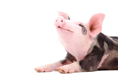 Portrait of a grunting piglet clipart