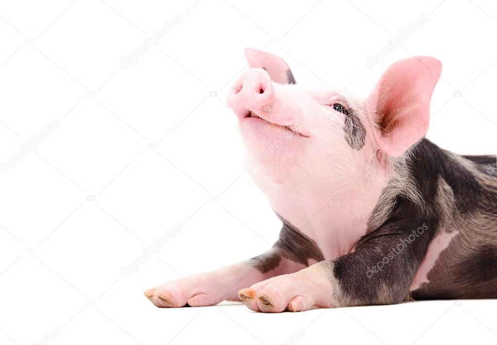 Portrait of a grunting piglet