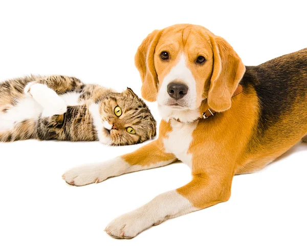 Retrato de um beagle e gato Scottish Fold juntos — Fotografia de Stock