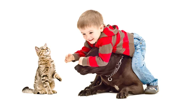Мальчик, собака и кошка весело играют вместе — стоковое фото