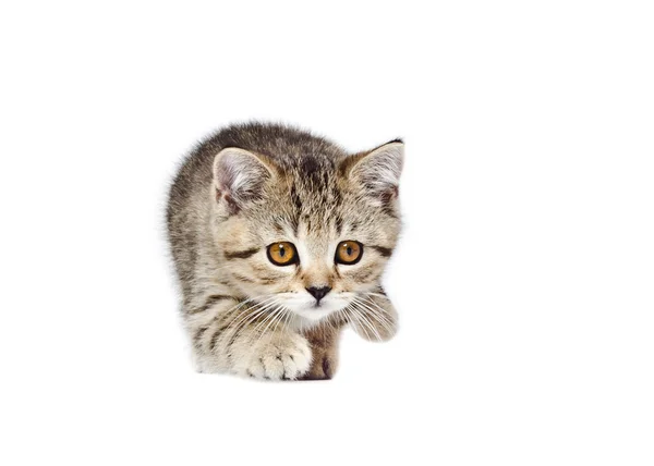 Giocoso gattino scozzese dritto — Foto Stock