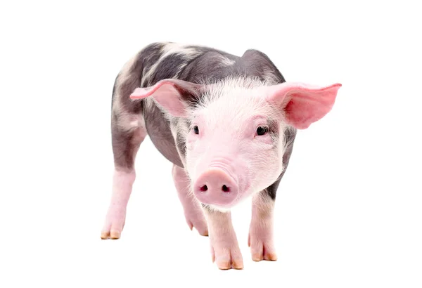 Funny little piglet — Stock Photo, Image