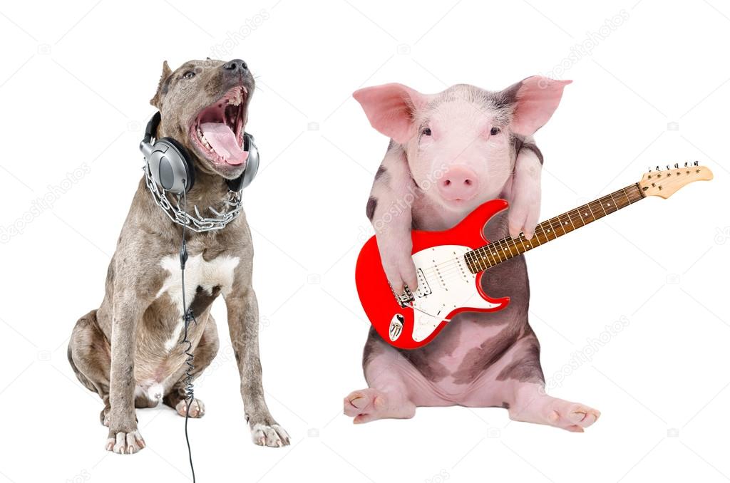 Singing a pit bull in the headphones and a pig plays guitar