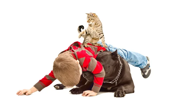 Der Junge, Hund und Katze spielen zusammen — Stockfoto