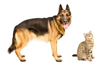 Alman çoban köpeği ve bir meraklı birlikte İskoç düz kedi