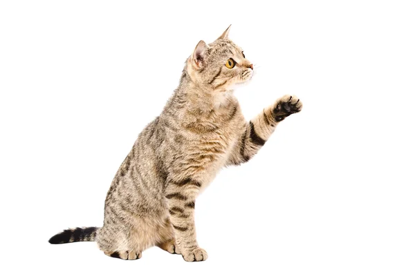 Speelse kat Schotse rechte zitten met verhoogde paw — Stockfoto