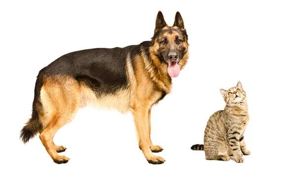 German Shepherd and a curious cat Scottish Straight together — Stock Photo, Image