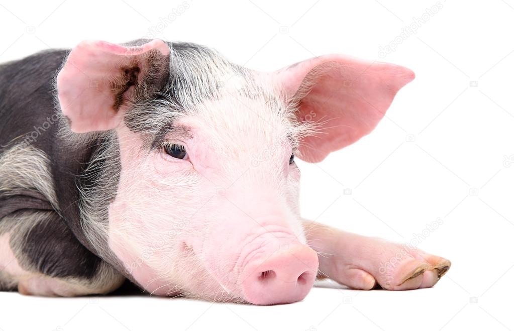 Portrait of the cute pig