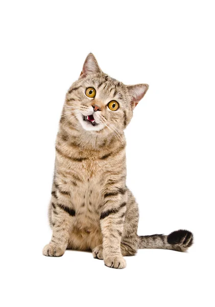 Portrait of a funny cat Scottish Straight — Stock Photo, Image