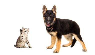 Alman çoban köpek yavrusu ve oynak bir İskoç düz kedicik