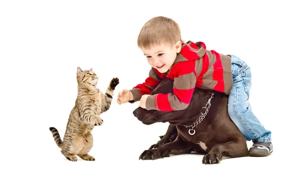 Мальчик, собака и кошка играют вместе — стоковое фото