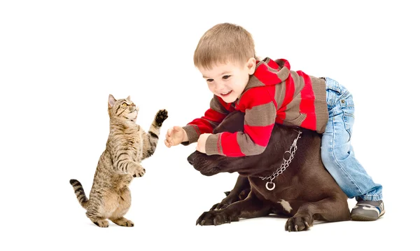 Boy, dog and cat playing together — Stock Photo, Image