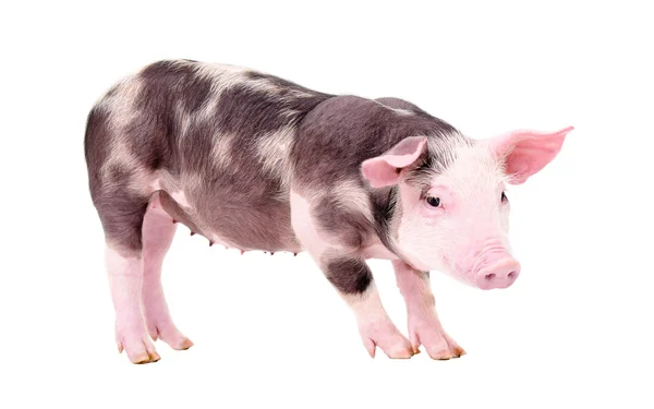 Cute piglet — Stock Photo, Image
