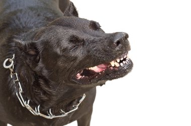 Portrait of a dog breed Staffordshire terrier angrily growling