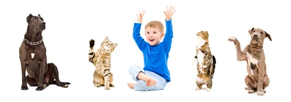 Gladlynt pojke, hundar och katter tillsammans — Stockfoto