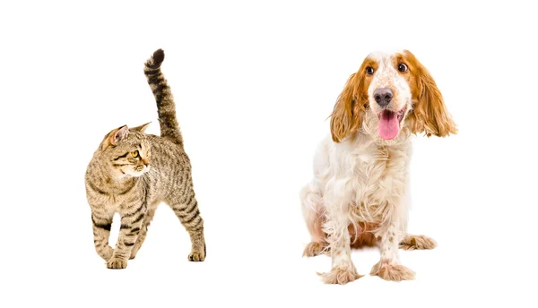 Funny dog of breed Russian Spaniel and cat Scottish Straight — Stock Photo, Image