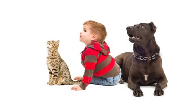 Meraklı çocuk, bir köpek ve kedi