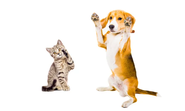 Divertido perro beagle y gatito escocés recto —  Fotos de Stock