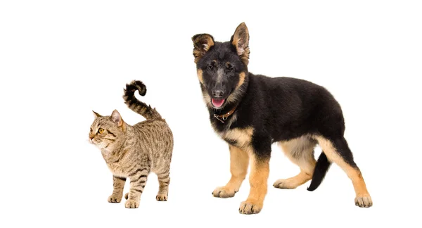 German Shepherd puppy and a cat Scottish Straight — Stock Photo, Image