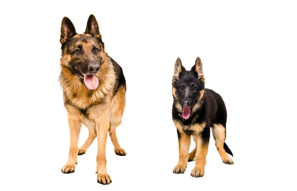 Собак і щеня породи Німецька вівчарка — стокове фото