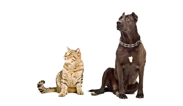 Staffordshire Terrier e gatto Scottish Straight — Foto Stock
