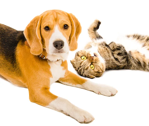 Retrato de um gato Scottish Fold e Beagle cão juntos — Fotografia de Stock