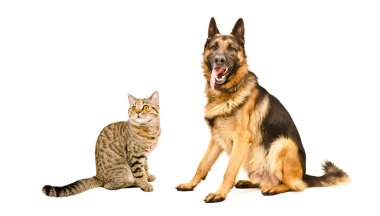 Kedi İskoç düz ve Alman çoban