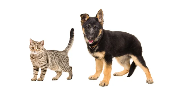 Duitse herder puppy en een kat Schotse rechte staande samen — Stockfoto