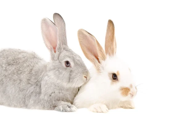 Dois coelhos sentados juntos — Fotografia de Stock