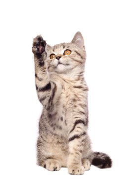 Frisky kedi İskoç düz