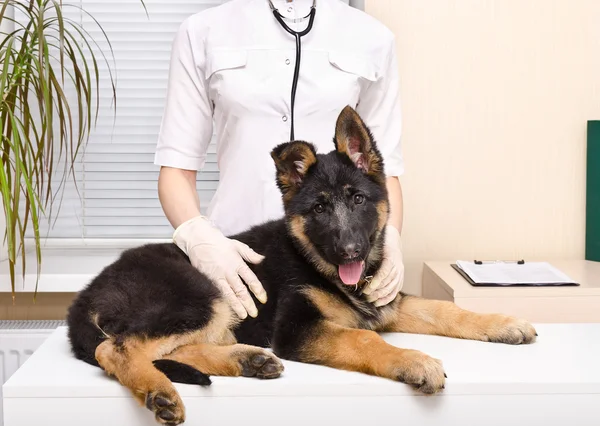 Cãozinho pastor alemão no veterinário — Fotografia de Stock