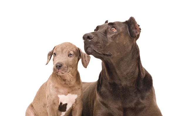 함께 강아지와 강아지 pitbull의 초상화 — 스톡 사진