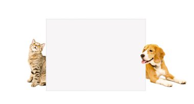 Kedi İskoç düz ve beagle köpek poster arkasından bakmak