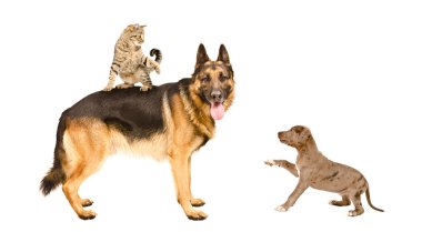 Birlikte oynayan kedi, Alman çoban ve çukur boğa köpek yavrusu