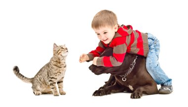 Evlat, köpek ve neşeyle birlikte oynayan kedi