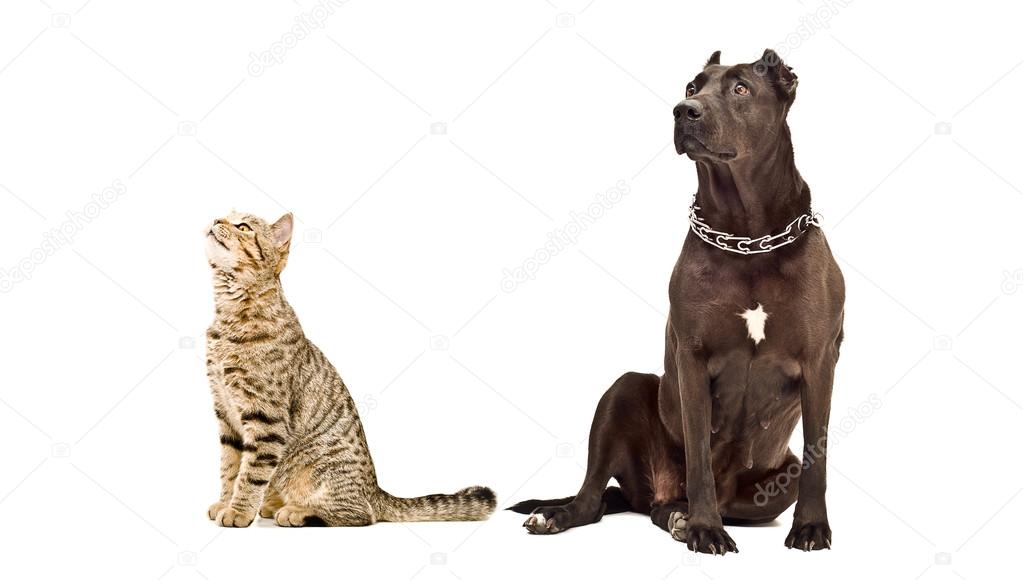 Staffordshire Terrier and cat Scottish Straight