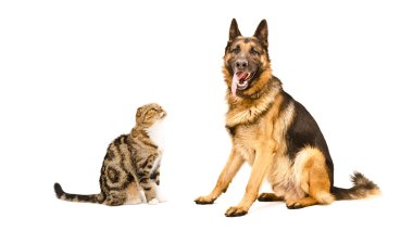 İskoç Fold kedi ve köpek Alman çoban doğurmak