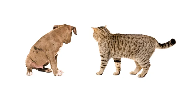 Cat and puppy with his back to the camera — Stock Photo, Image