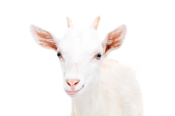 Retrato de una cabra joven sonriente — Foto de Stock