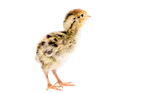 Retrato de uma pequena codorniz — Fotografia de Stock