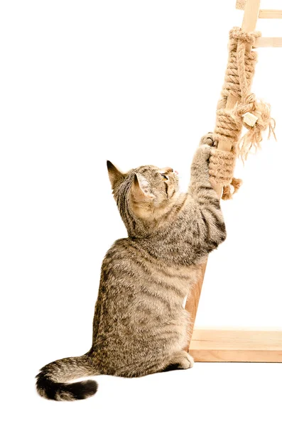 Kitten sharpening its claws — Stock Photo, Image