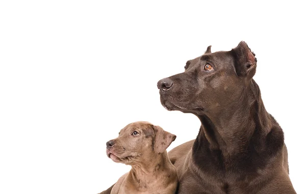 Retrato de um cão e cachorro pitbull — Fotografia de Stock