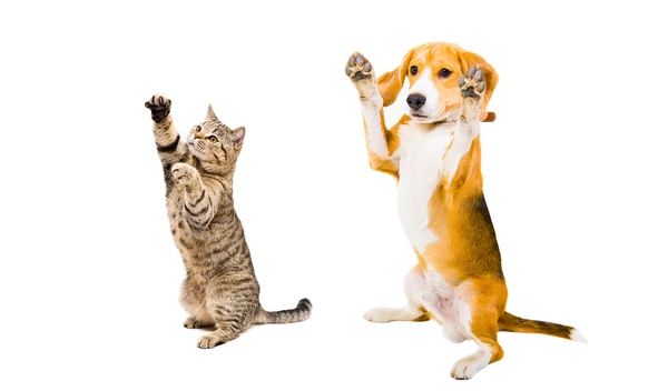 Játékos Beagle kutya és macska skót egyenes — Stock Fotó