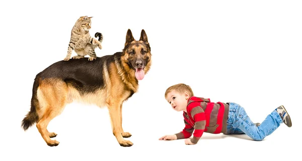 Kind spielt mit Hund und Katze — Stockfoto
