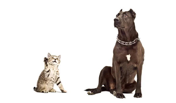 Staffordshire Terrier och kattunge Scottish Straight — Stockfoto