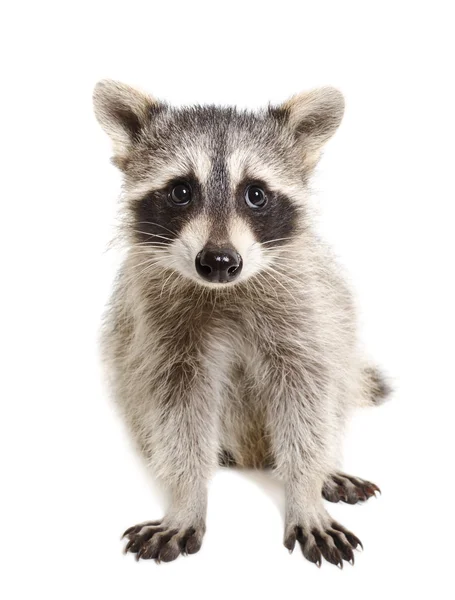 Portrait of a raccoon — Stock Photo, Image