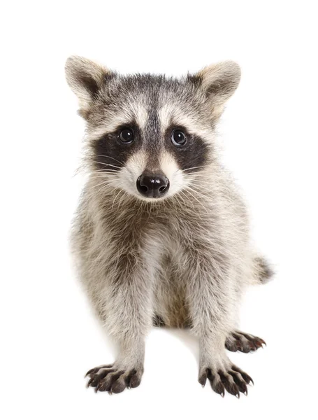 Retrato de un mapache — Foto de Stock