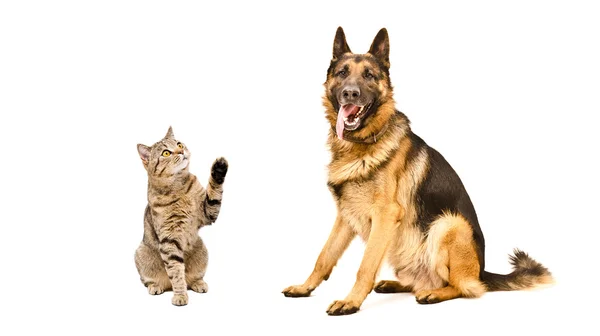 Pastor alemán perro y juguetón gato escocés recto — Foto de Stock