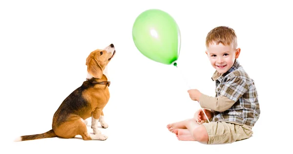 Boy and beagle dog playing balloon — Stock Photo, Image